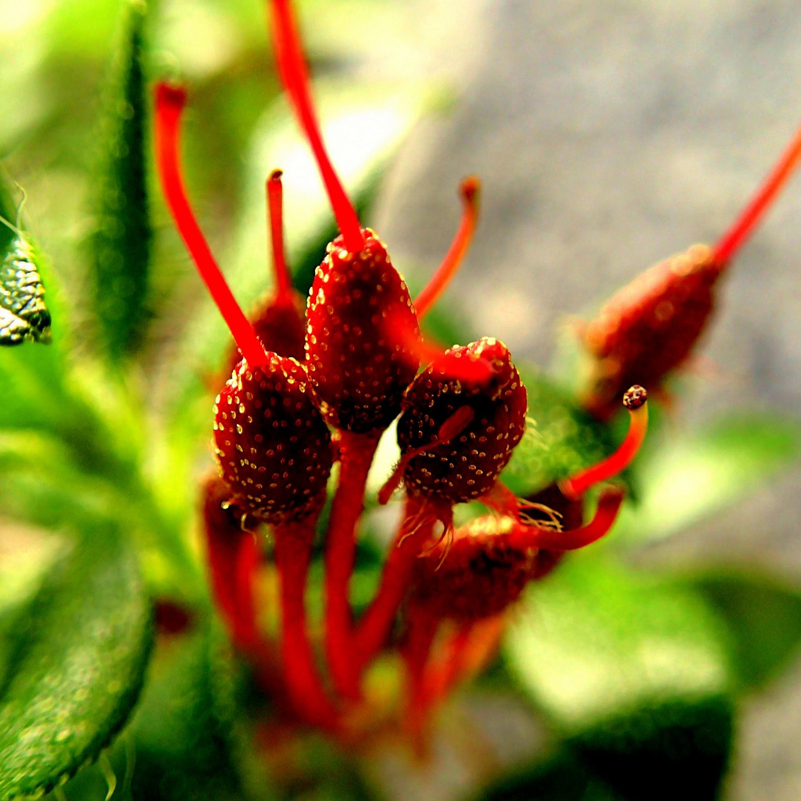 Rote Beeren