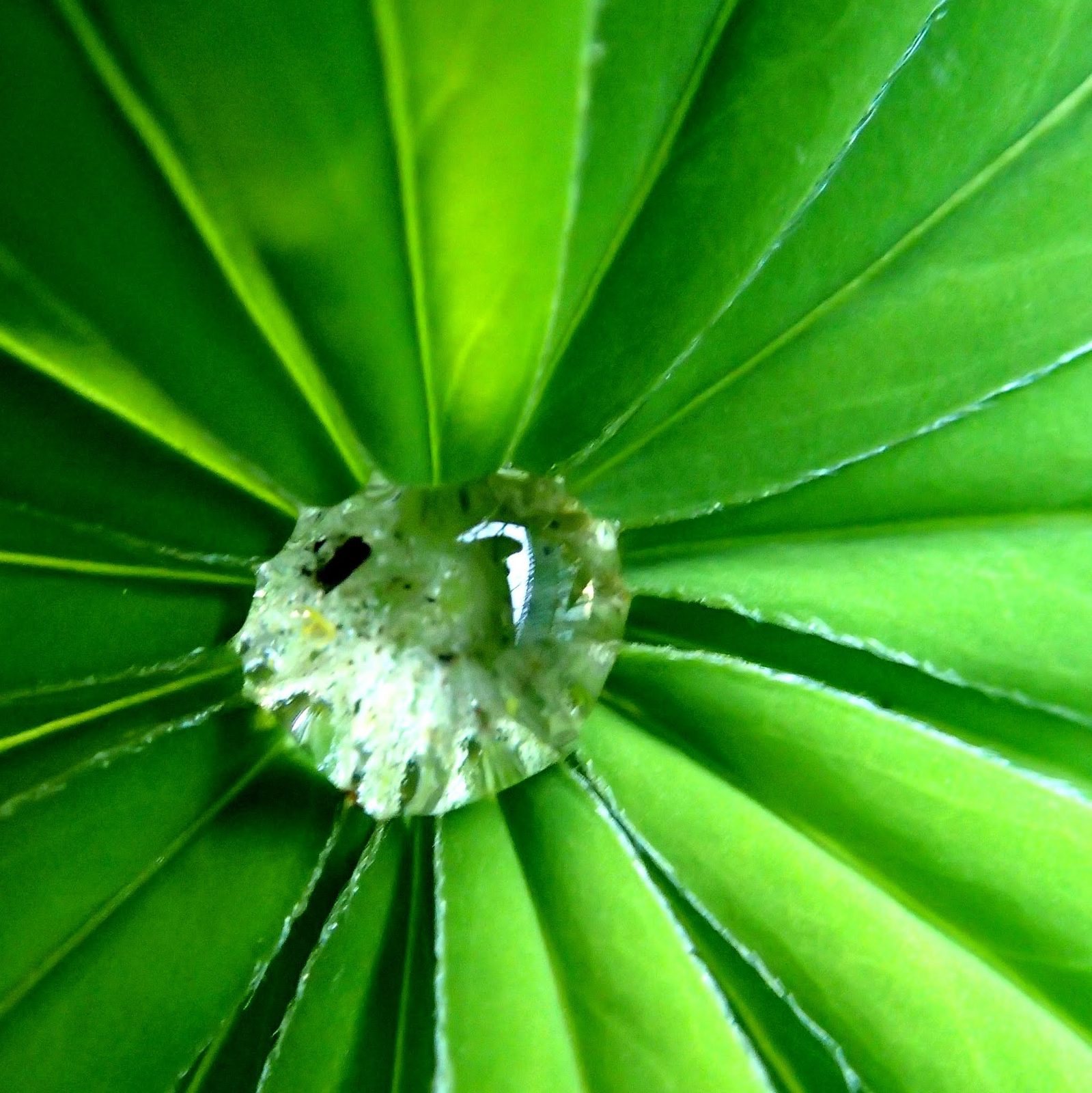 Wassertropfen auf Blatt